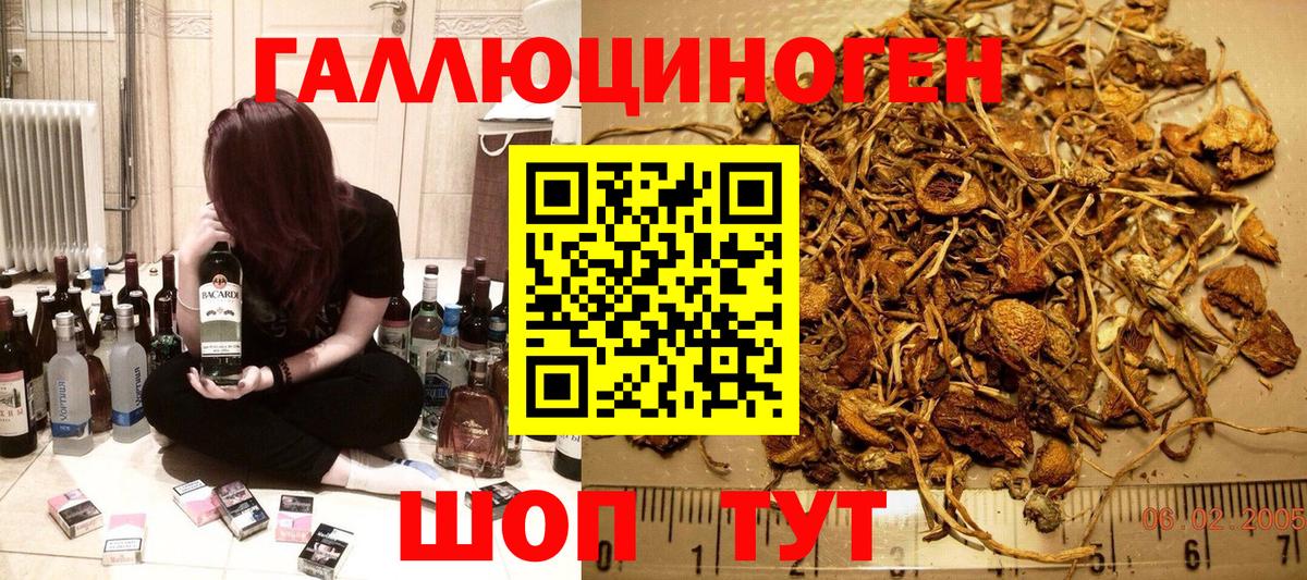 Галлюциногенные грибы Psilocybine cubensis Удомля